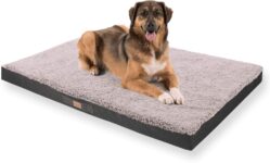 Top 10 Der Besten Hundebetten 2026