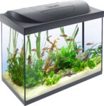 Top 10 Der Besten Aquarien 2026